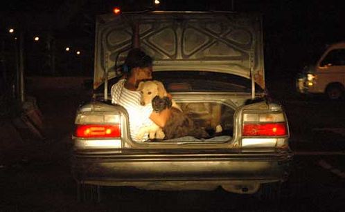 Amor canino