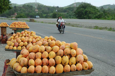 Mangos